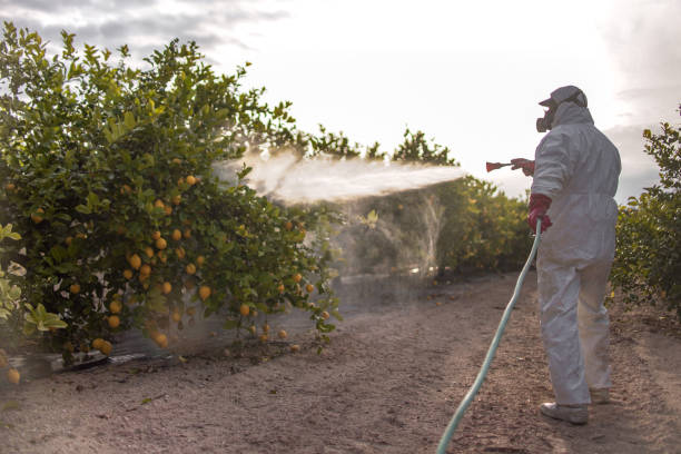 Spider Control Near Me in Castroville, CA