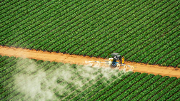 Best Termite Control Services  in Stroville, CA