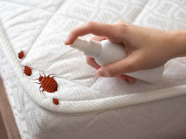 Best Pest Control for Homes  in Stroville, CA