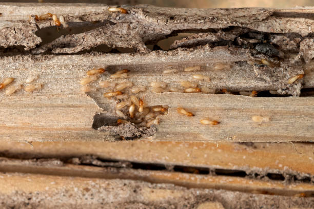 Best Pest Control Near Me in Castroville, CA